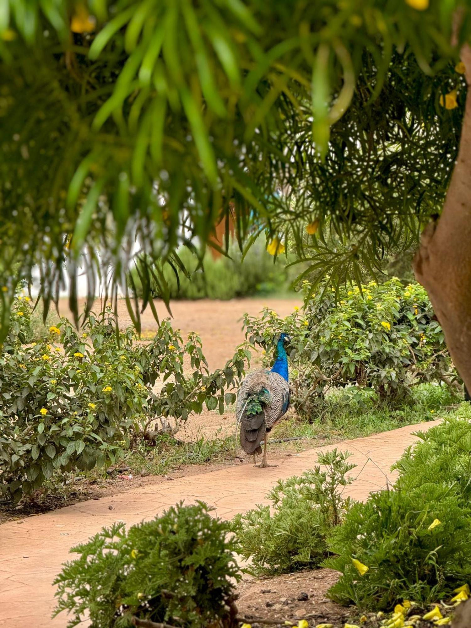 Lunja Village - Agadir Imi Ouaddar Ngoại thất bức ảnh